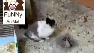 Cat mating Rabbit Funny animal love _ Funny Videos 2015