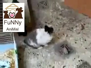 Cat mating Rabbit Funny animal love _ Funny Videos 2015