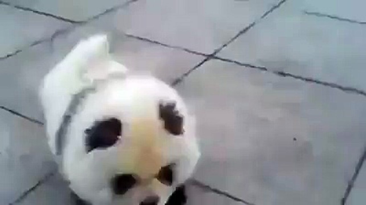 That's not a panda, that is a cute dog!