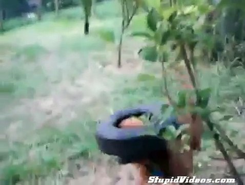 Dog Fetches Tire _ Funny Videos 2015