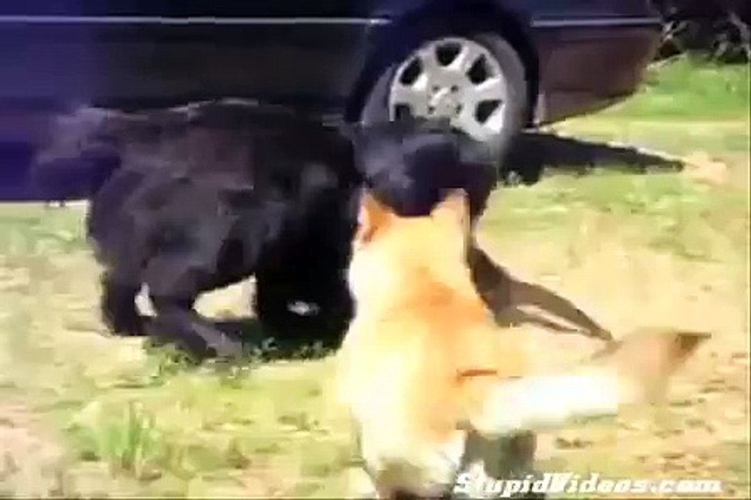 Dogs Break Up Cat Fight _ Funny Videos 2015