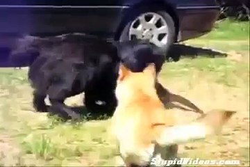 Dogs Break Up Cat Fight _ Funny Videos 2015
