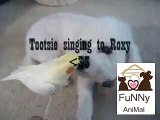 Funny Animals Einstein Sings _ Funny Videos 2015