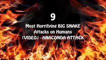 Anaconda & Snakes Caught On Camera