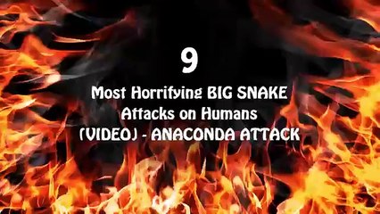 Anaconda & Snakes Caught On Camera