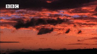 Beautiful Swallows Drinking in Flight. Earthflight (Winged Planet) Narrator David Tennant.