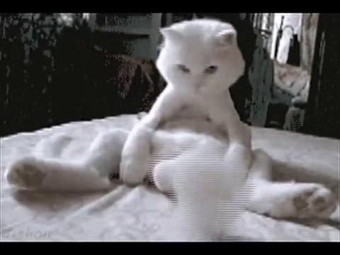 Crazy compilation of every Cat Gif on the Internet in this music video