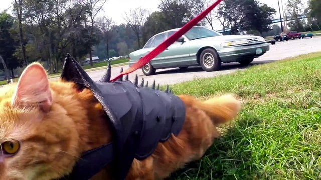 Des armures pour chats faites à l'imprimante 3D...