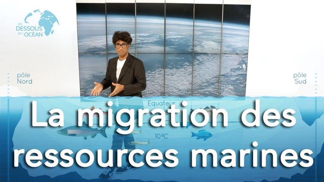 La migration des ressources marines - Les dessous de l'Océan 1x04
