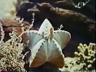 El pato Donald Dibujos Animados y la proporción áurea en español latino