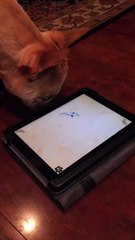 Dog playing game on Apple iPad