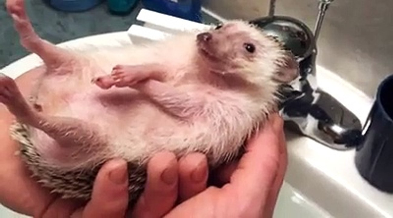 A hedgehog is like a tiny boat!