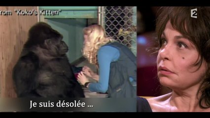 Koko, une femelle gorille, apprend la disparition de son chat
