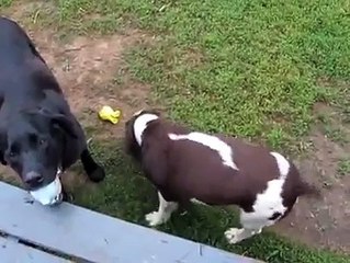 Blind dog plays fetch by listening to its owners shout 'hot' or 'cold'