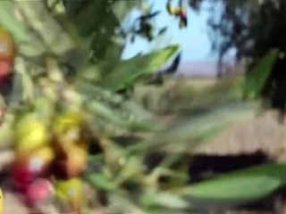 XYLELLA: IL TAR DEL LAZIO DICE CHE... PUGLIE 5-11-2015