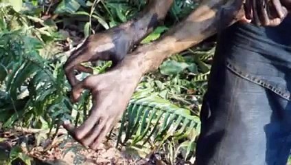 Strange creature found in the jungle of Amazon