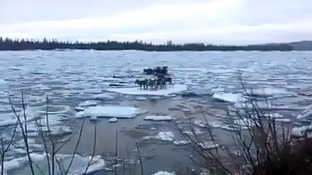 A herd of caribou float down a river.