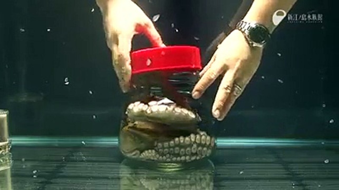 Ever wondered how smart an octopus is! Watch this one open a jar that it's trapped inside