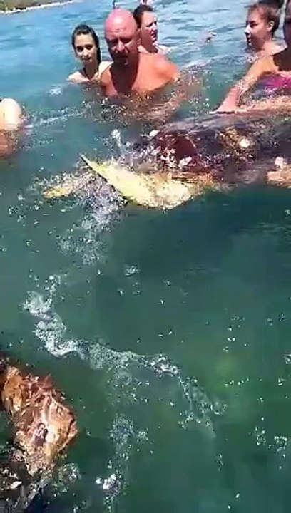 Zakynthos Turtle ;)