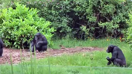 Tidy Monkeys Shed Light on Human Cleanliness