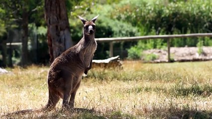 True Facts About Marsupials