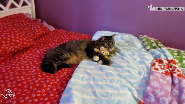 Cuteness Overloaded - Funny Cats Video
