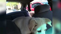 Riding in Cars With Pets - Funny Video