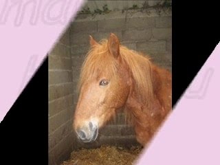 Chacun son cheval prefere