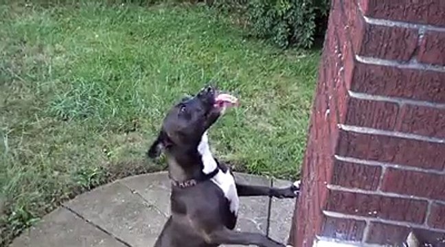 Energetic dog loves playing with the raindrops.