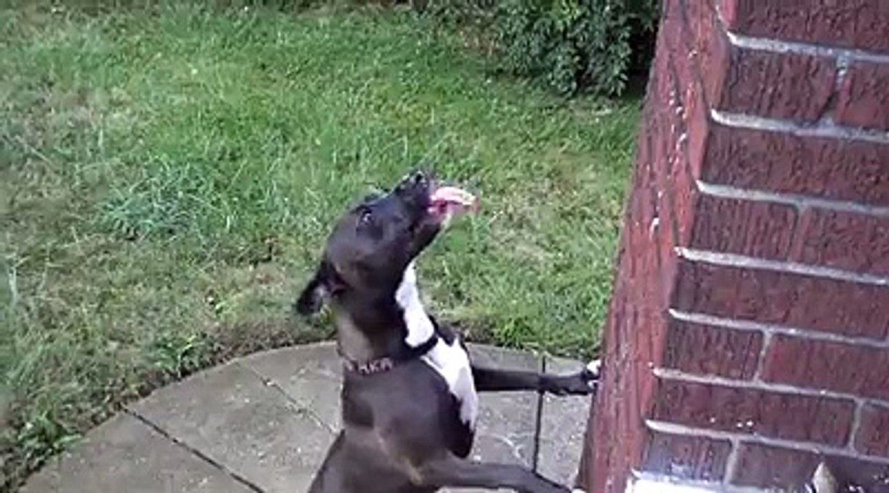 Energetic dog loves playing with the raindrops.