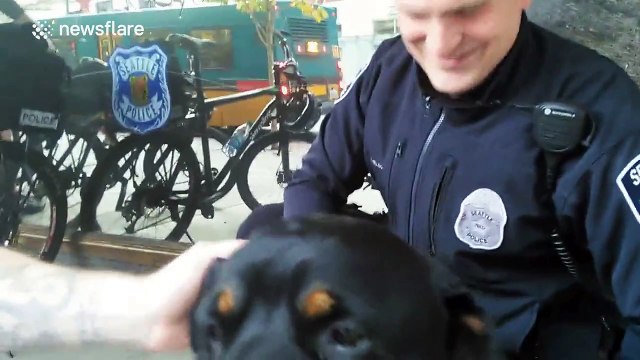 rottweiler k9 police