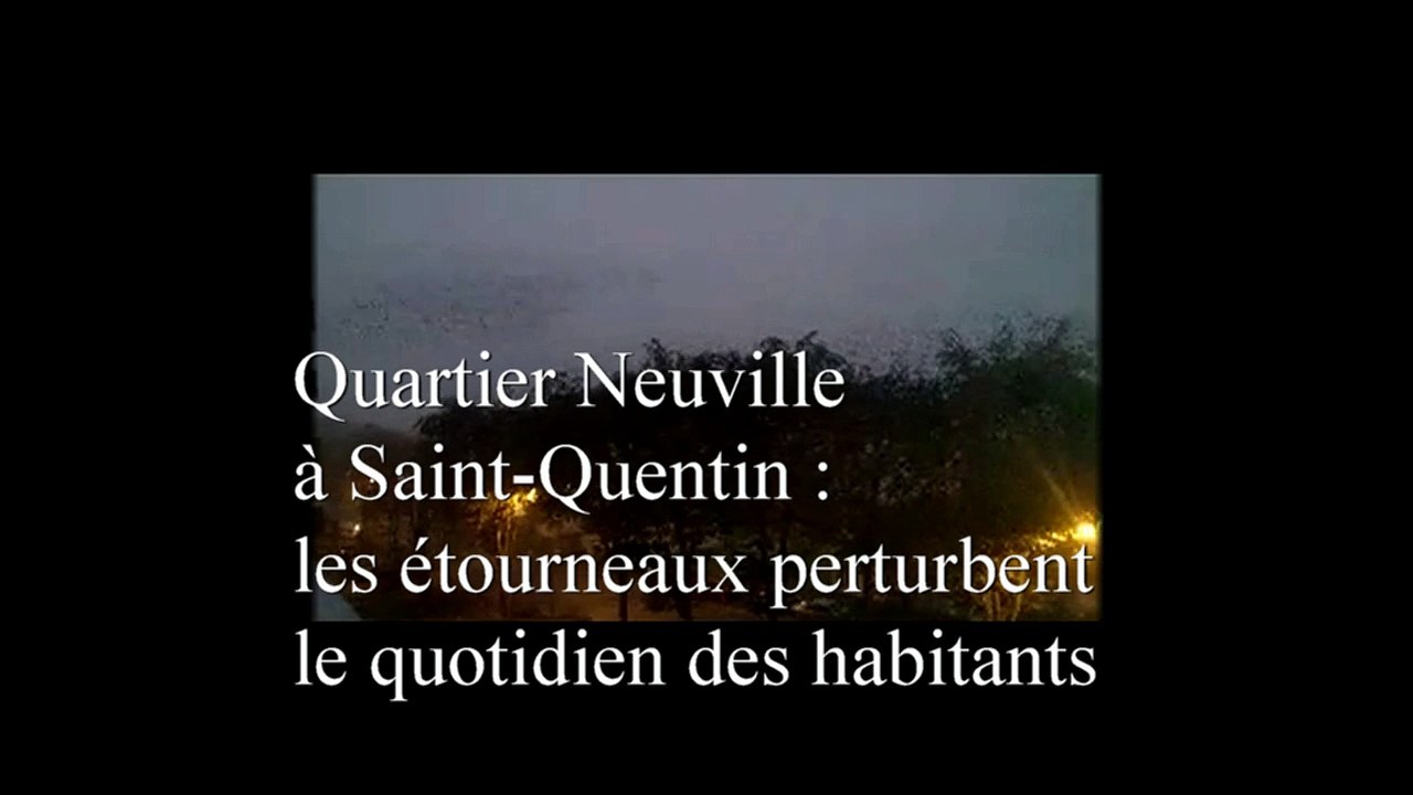 Quartier Neuville  à Saint-Quentin :  les étourneaux perturbent  le quotidien des habitants
