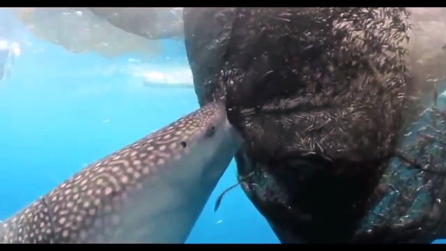 Китовая Акула ворует рыбу из рыбацкой сети