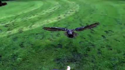 Нападение Филина на добычу, красивая съемка