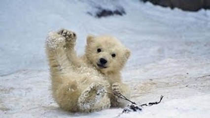 Funny Animals Slipping on Ice Compilation 2015 [NEW HD]