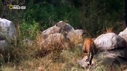 أفعى تبتلع نمر شىء مخيف