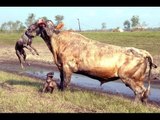 فيديو رهيب اشرس قتال بين الحيوانات