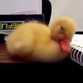 Baby Duck Tries to Stay Awake