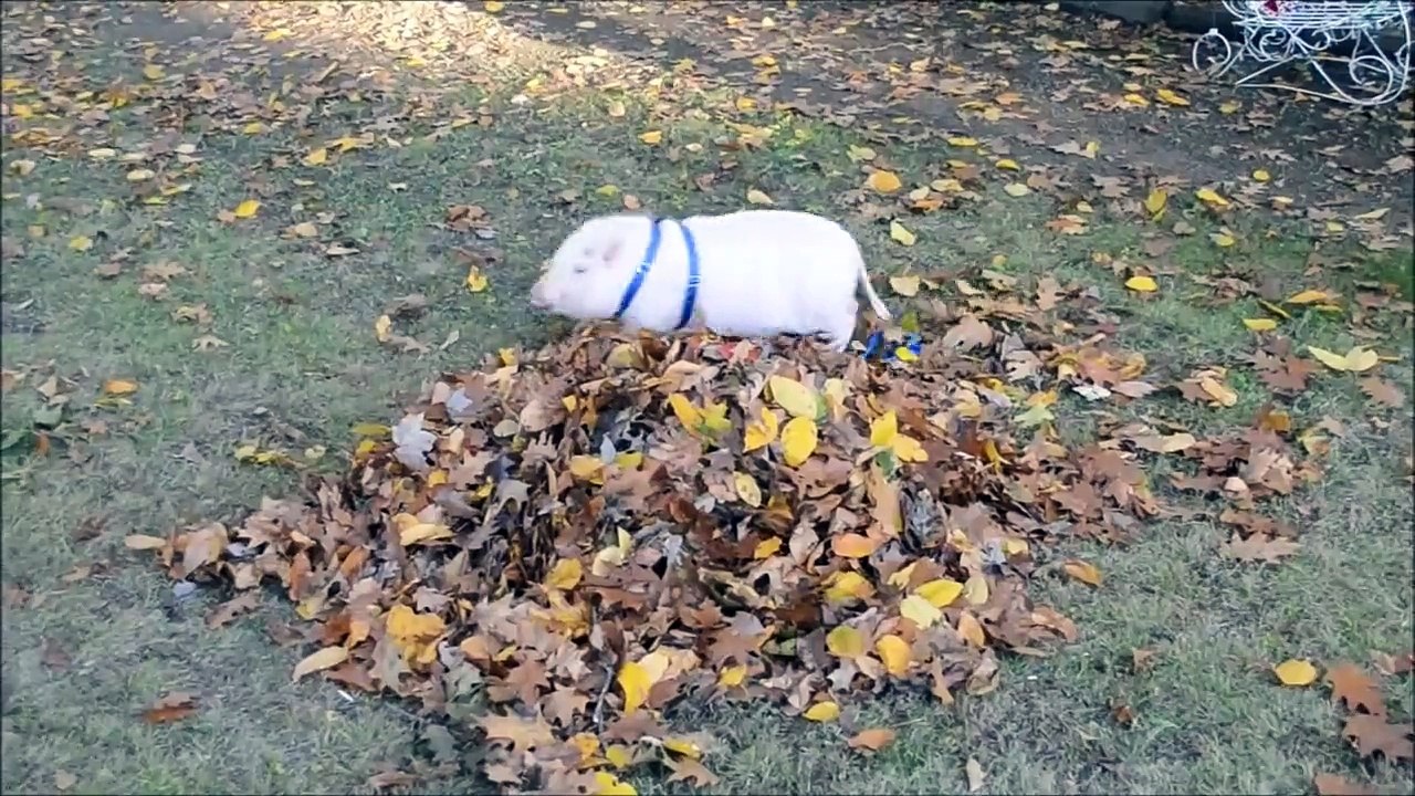 Un mini cochon fan de feuilles mortes! Vive l'automne...