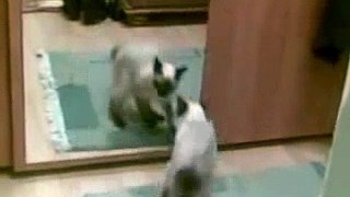 Cat vs Mirror