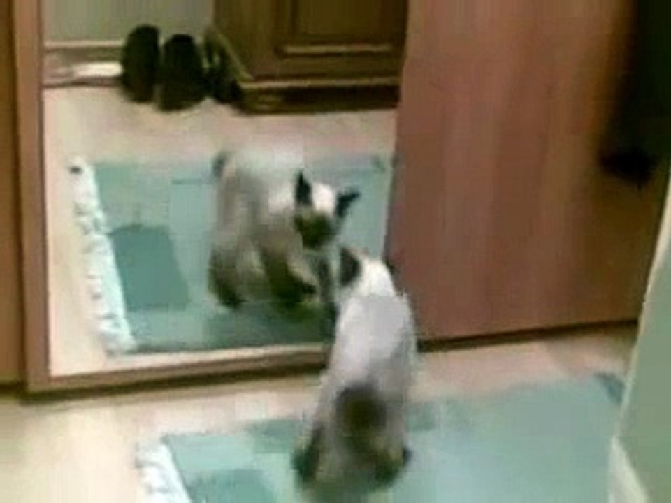 Cat vs Mirror