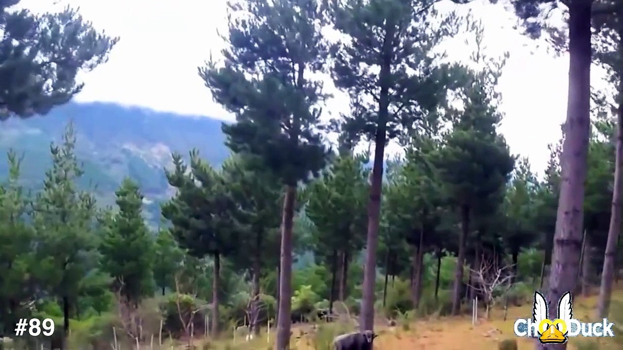 #89 ChooDuck Lustige Videos Лучшие приколы 2015 (Funny compilation) 楽しい 面白い動画 // 不覚にも笑ってしま