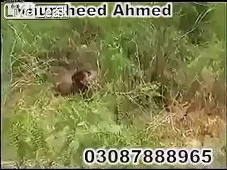 Beast attack villagers