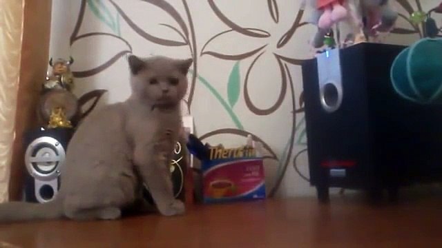 Ce chat essaie d'attraper la musique??? Adorable