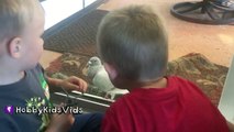 Pigeon Returns! HobbyKids Give Him Water   HobbyPuppy Chases HobbyKidsVids