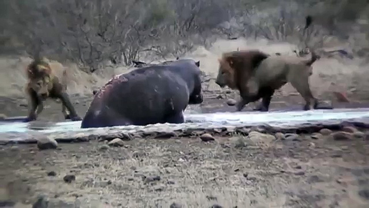 Lion attack Hippo