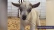 Baby goat stolen from Arizona State Fair has been found