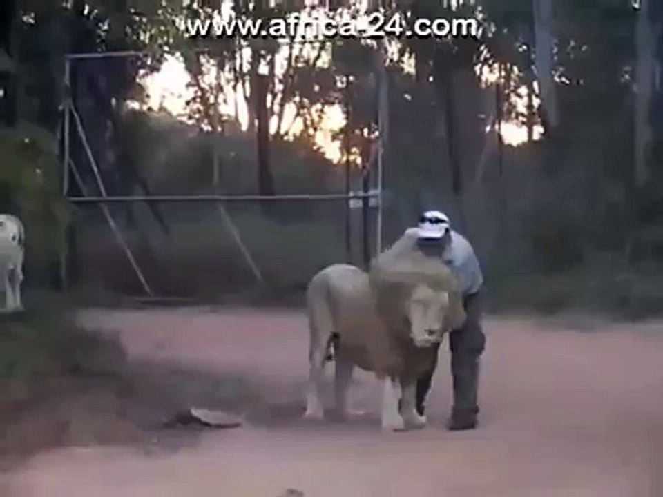 lion attack people