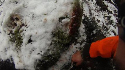 3 sanglier neige ferme fin