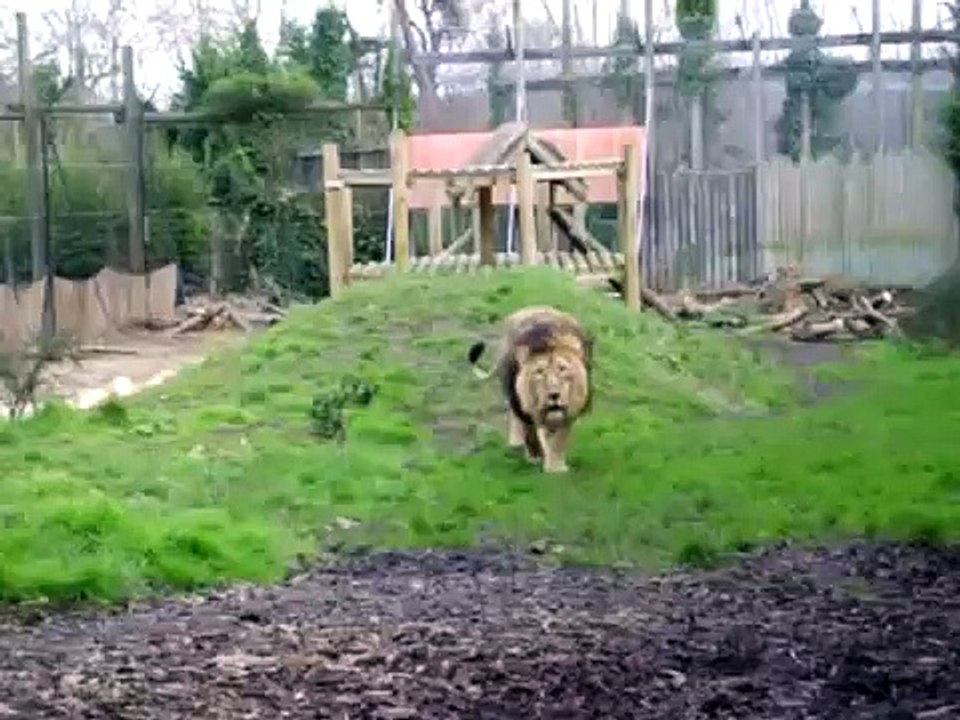 Lion Attack Take 2